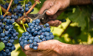 La viticulture recrute en Anjou